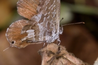 Le Brun des plargoniums (Lpidoptre - Lycaenidae - Cacyreus marshalli)